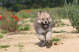 CHIEN FINNOIS DE LAPONIE 445